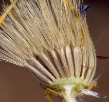 Machaeranthera canescens