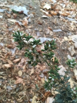 Origanum vulgare ssp. hirtum