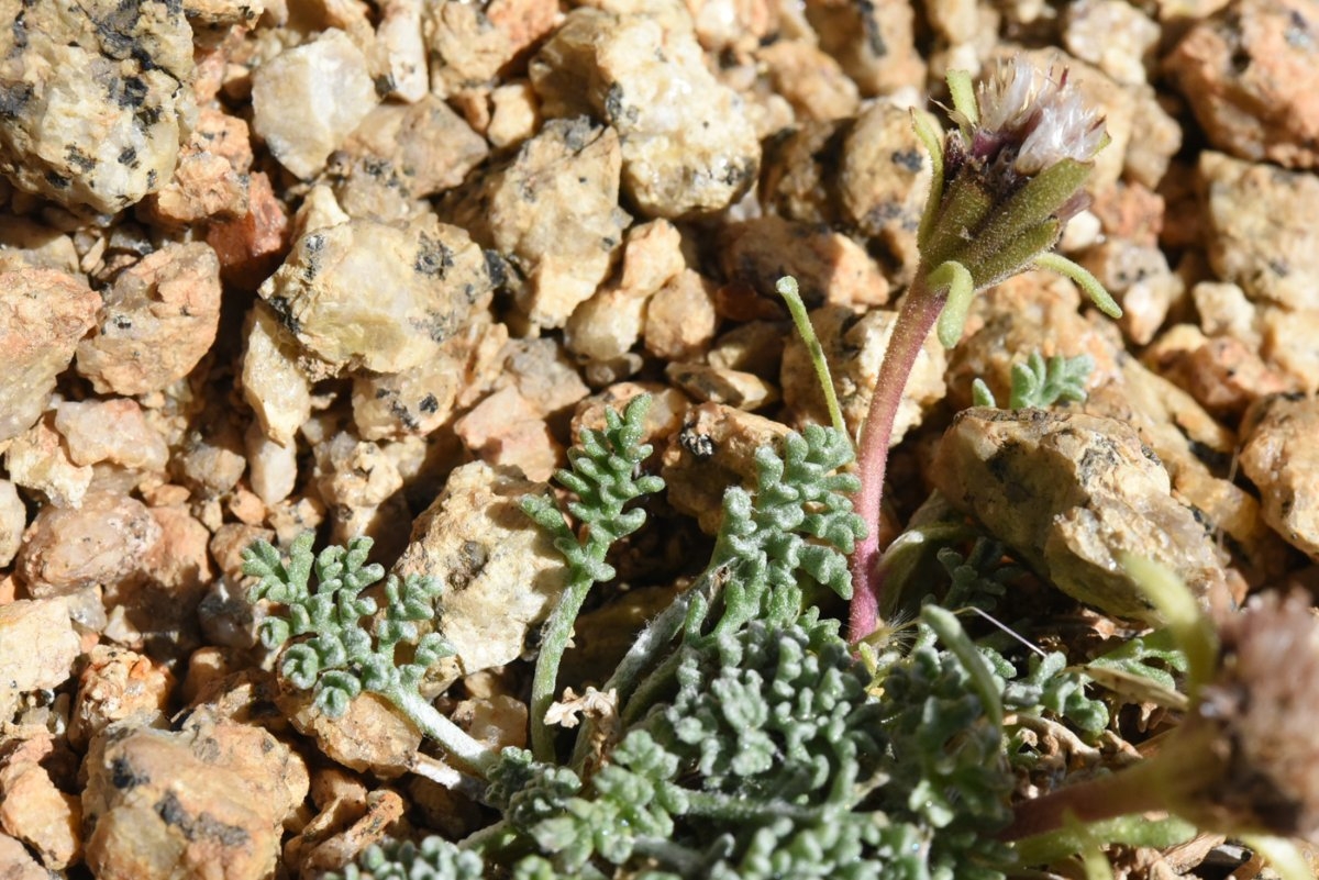 Chaenactis douglasii var. alpina