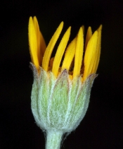 Eriophyllum lanatum var. achilleoides
