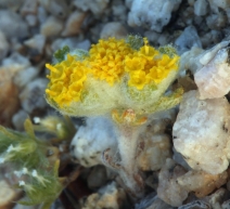 Eriophyllum pringlei