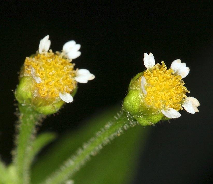 Galinsoga parviflora var. parviflora