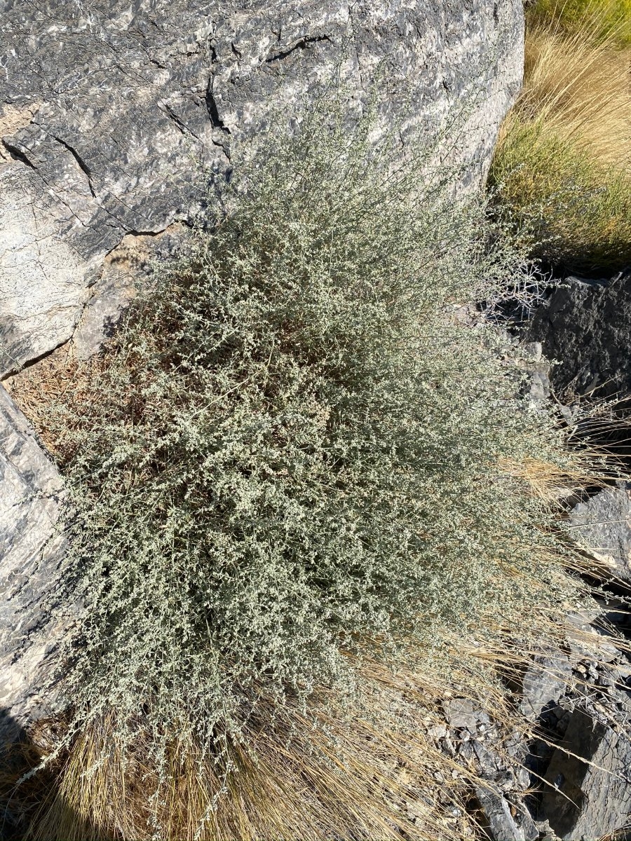 Artemisia bigelovii