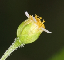 Galinsoga parviflora var. semicalva