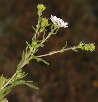Hemizonia congesta ssp.