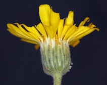 Heterotheca villosa