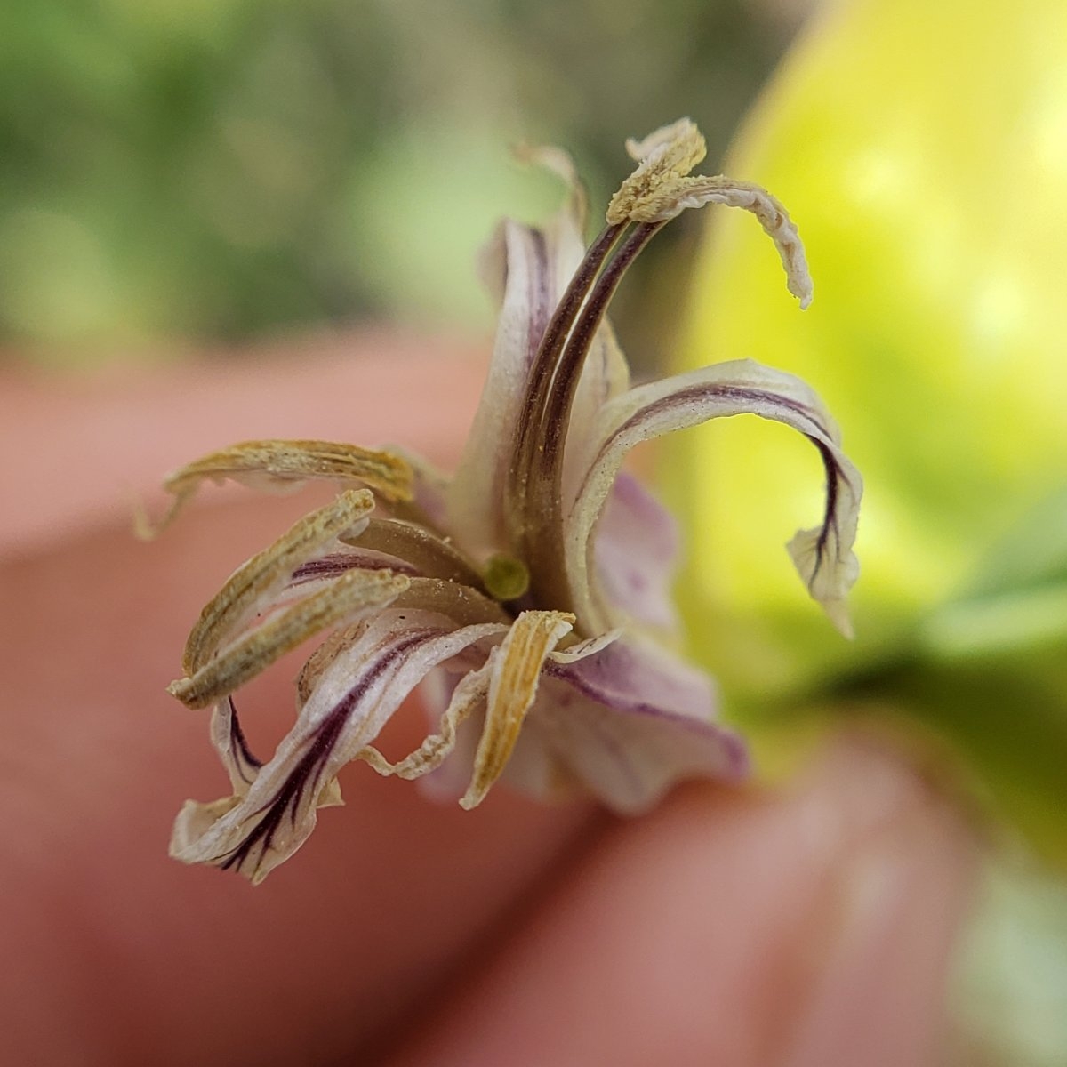 Streptanthus tortuosus ssp. truei