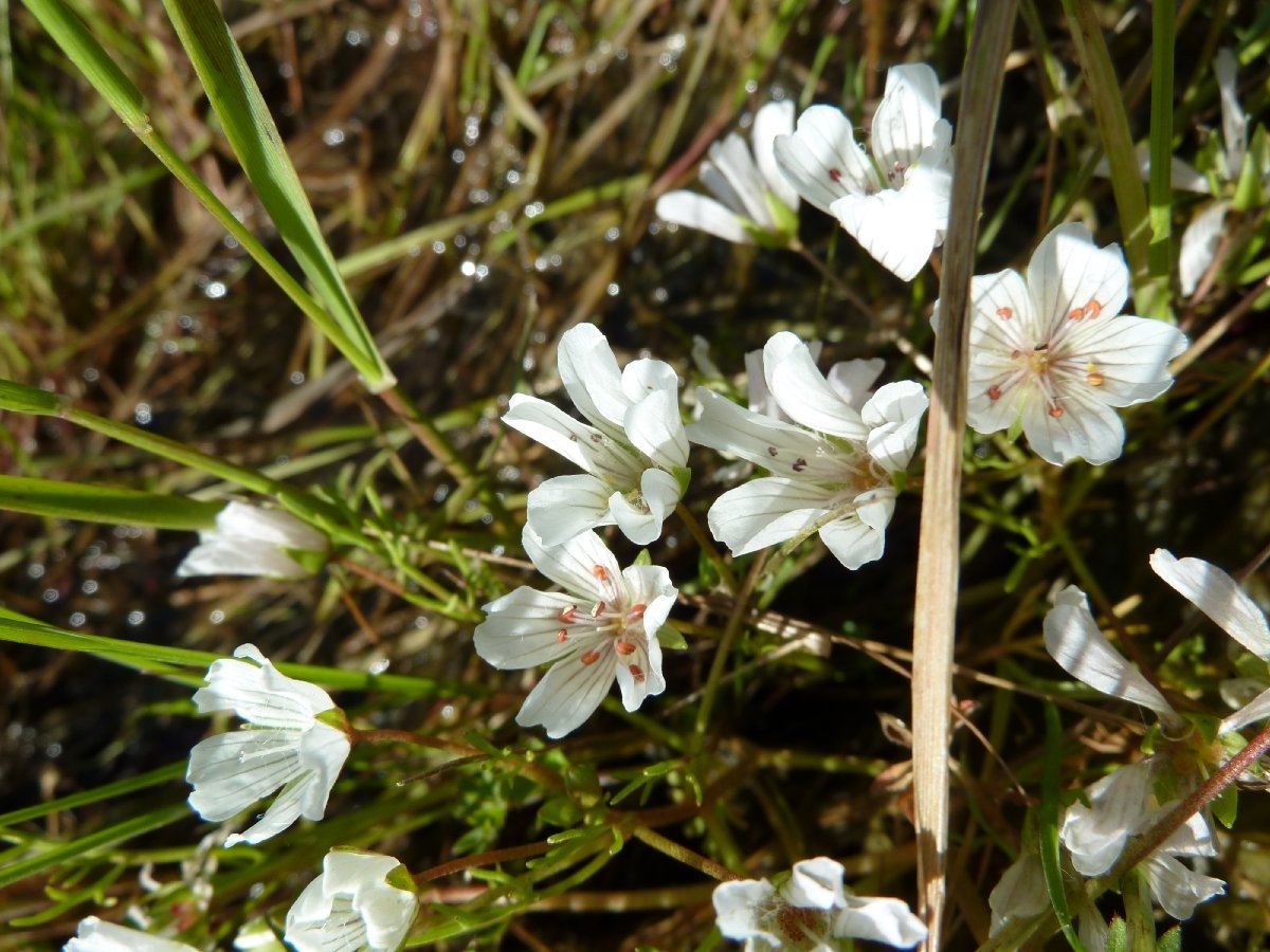 Limnanthes douglasii ssp. rosea