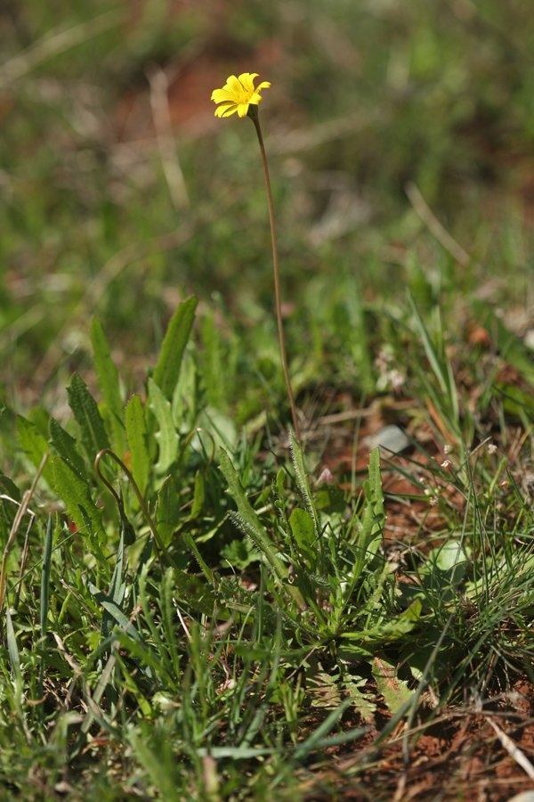 Leontodon saxatilis ssp. longirostris