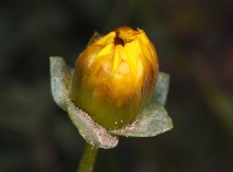 Coreopsis calliopsidea