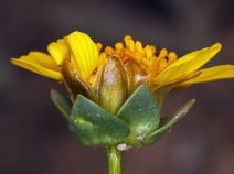 Coreopsis calliopsidea