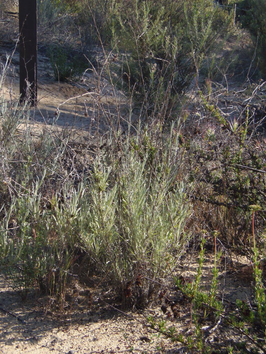Corethrogyne filaginifolia var. filaginifolia