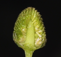Matricaria occidentalis