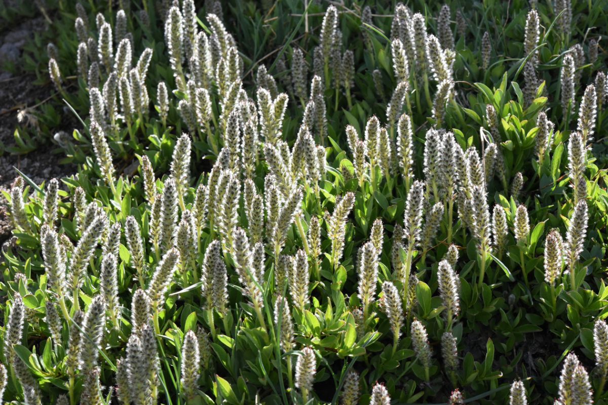 Salix petrophila
