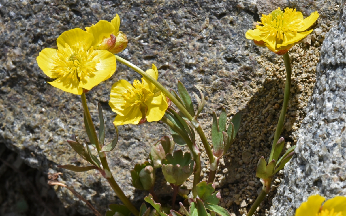 Ranunculus eschscholtzii