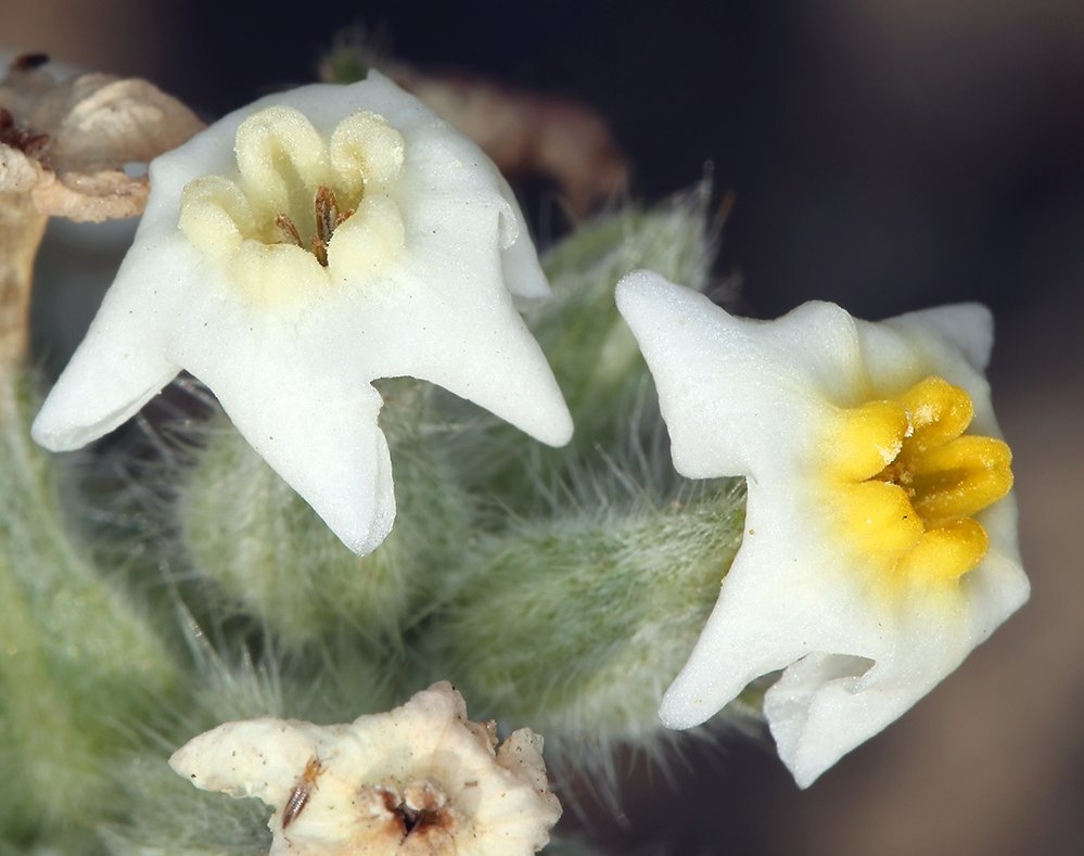 Oreocarya flavoculata