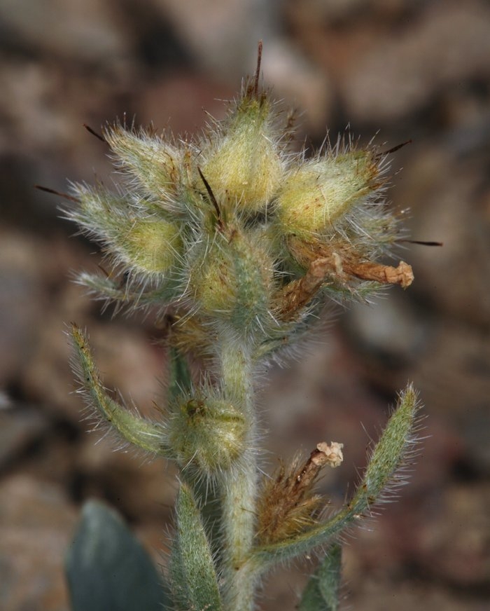 Oreocarya virginensis