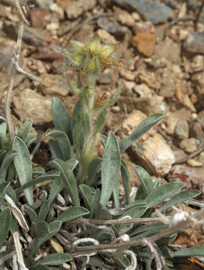 Oreocarya virginensis