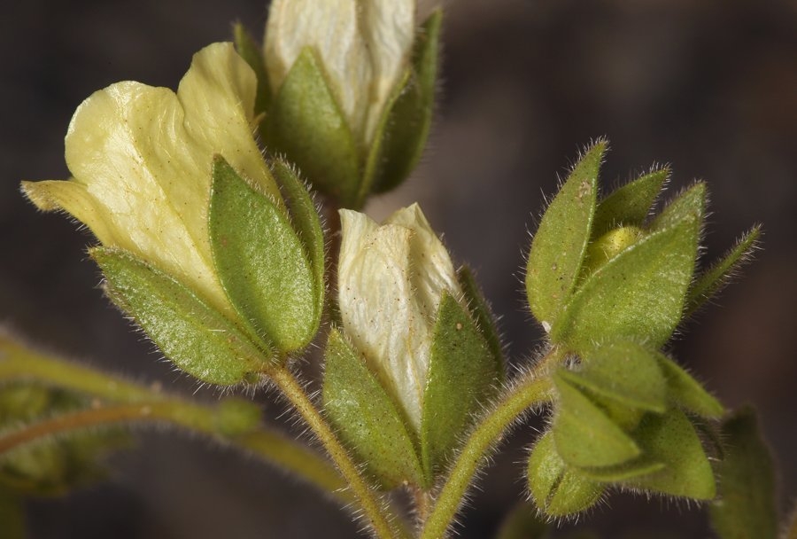Emmenanthe penduliflora var. penduliflora