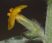 Oreocarya confertiflora