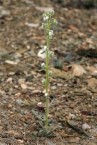 Cryptantha virginensis