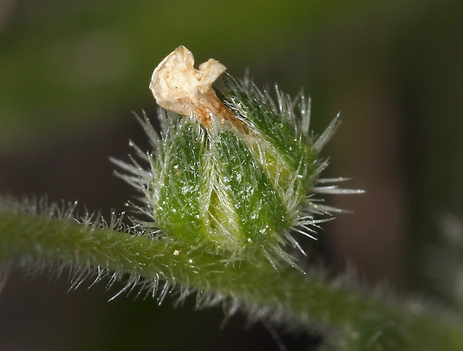 Plagiobothrys collinus var. gracilis