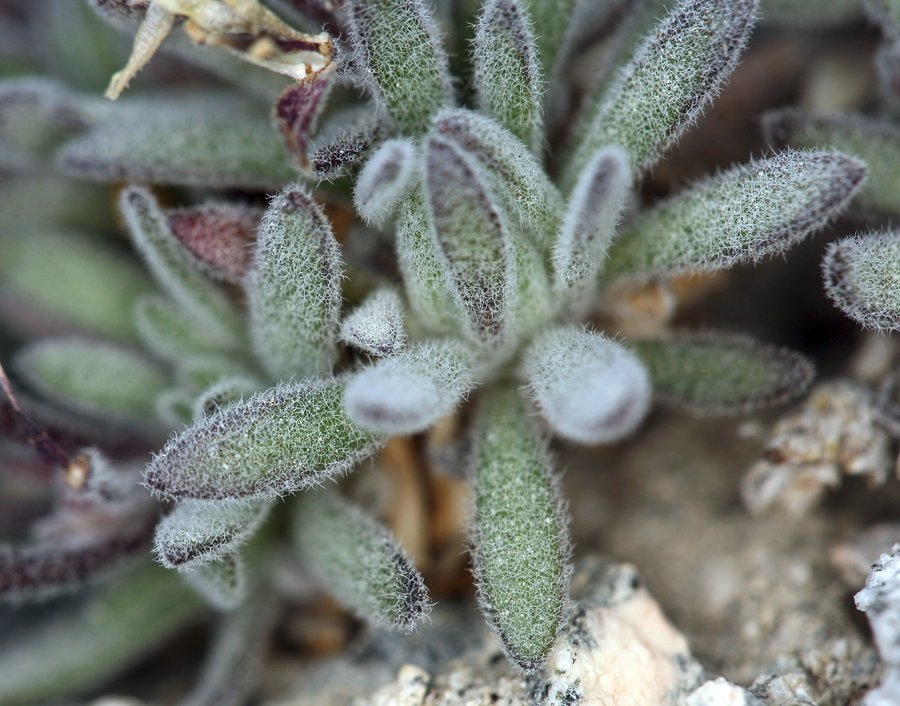 Anelsonia eurycarpa