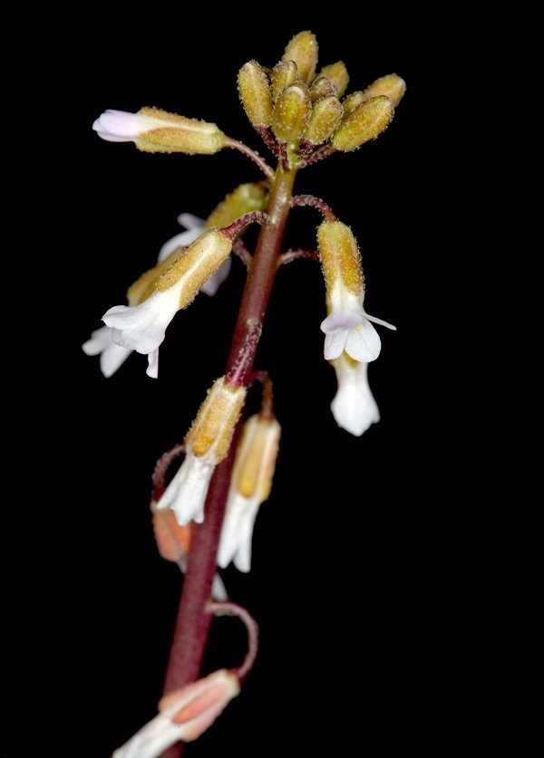 Boechera cobrensis