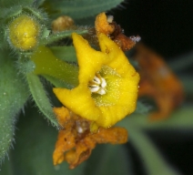Lithospermum ruderale