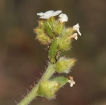Plagiobothrys arizonicus var. arizonicus