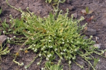 Plagiobothrys cognatus