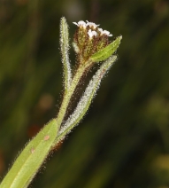 Plagiobothrys fulvus ssp. campestris