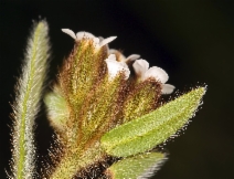 Plagiobothrys fulvus var. campestris