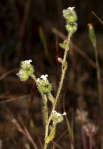 Plagiobothrys shastensis