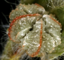 Plagiobothrys shastensis