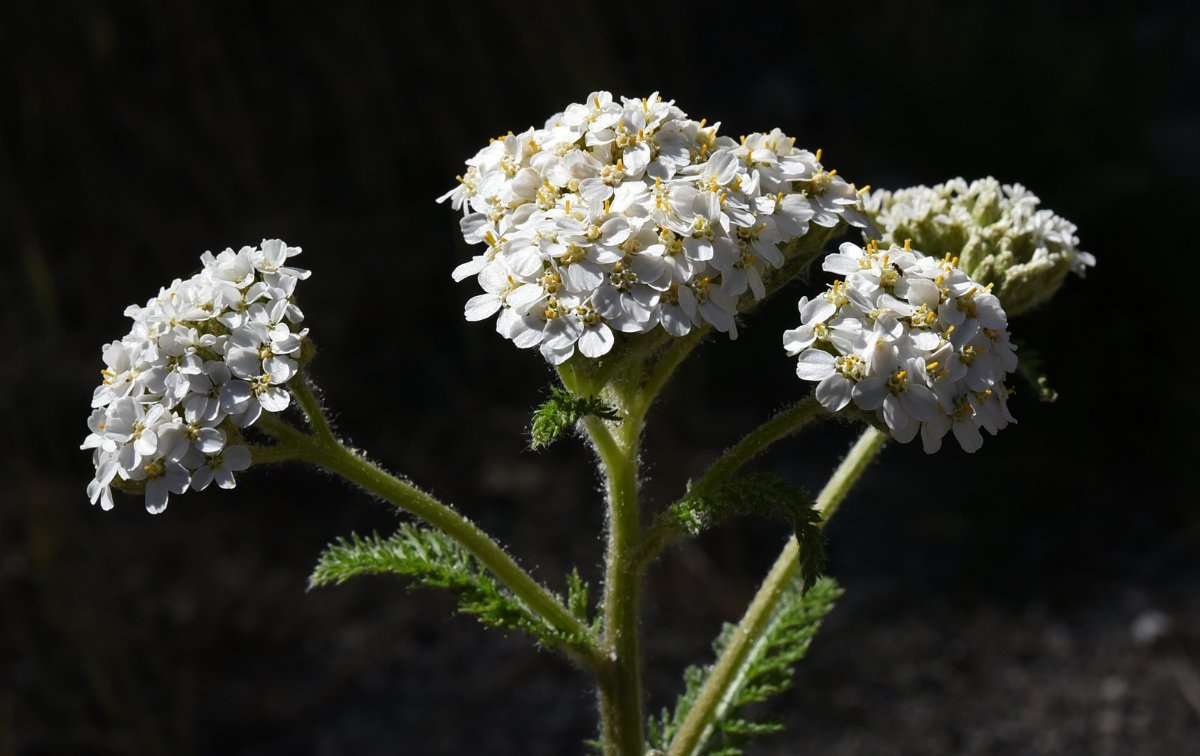 Achillea millefolium