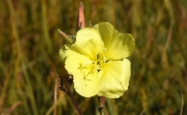 Oenothera elata ssp. hirsutissimus
