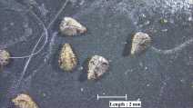 Cryptantha nevadensis var. rigida