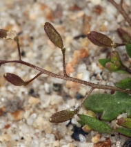 Hutchinsia procumbens