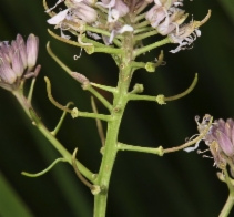 Thelypodium integrifolium