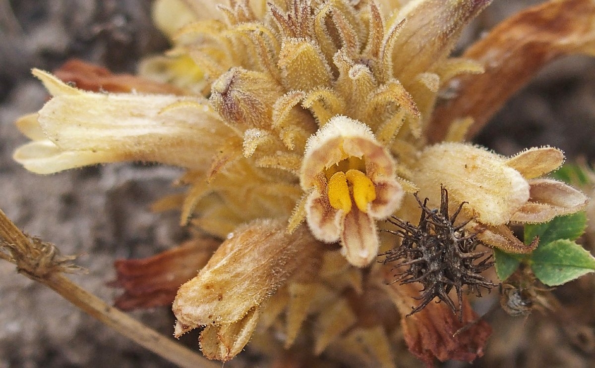 Orobanche parishii ssp. brachyloba