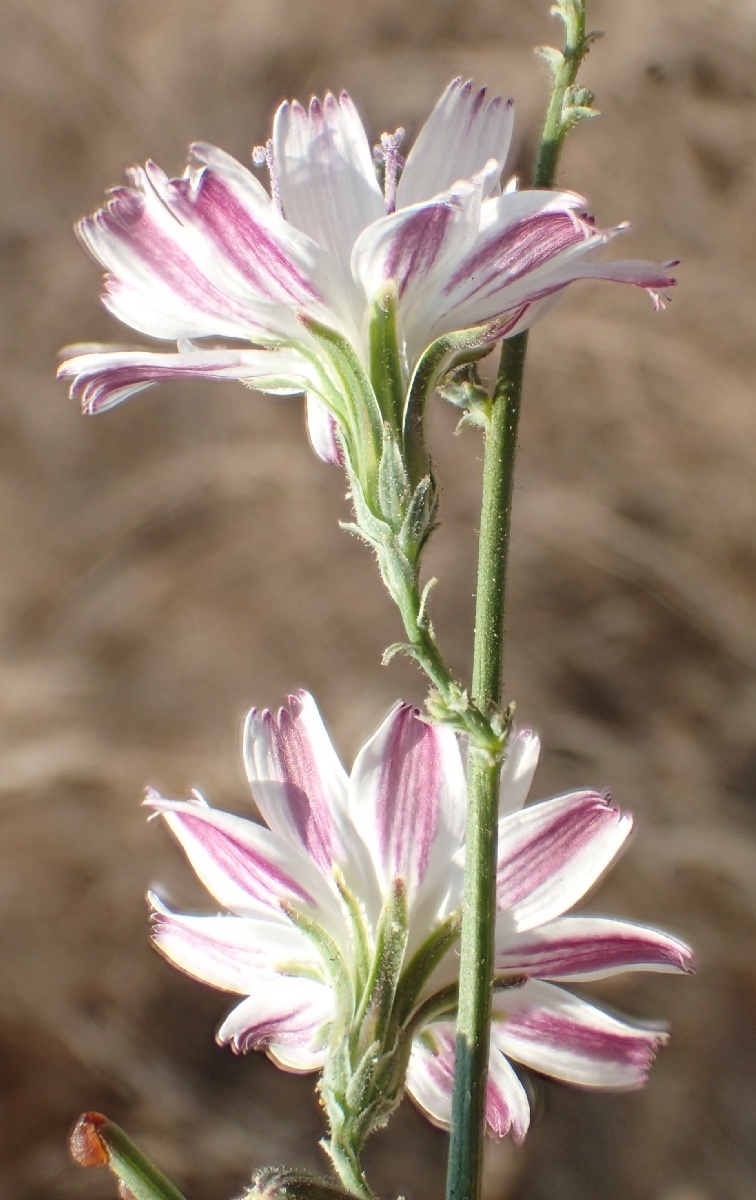 Stephanomeria diegensis