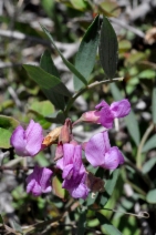 Lathyrus lanszwertii var. leucanthus