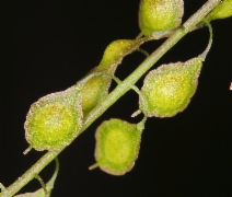 Thysanocarpus curvipes ssp. curvipes