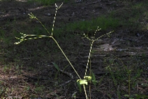 Osmorhiza chilensis