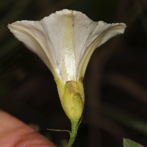 Calystegia occidentalis ssp. occidentalis