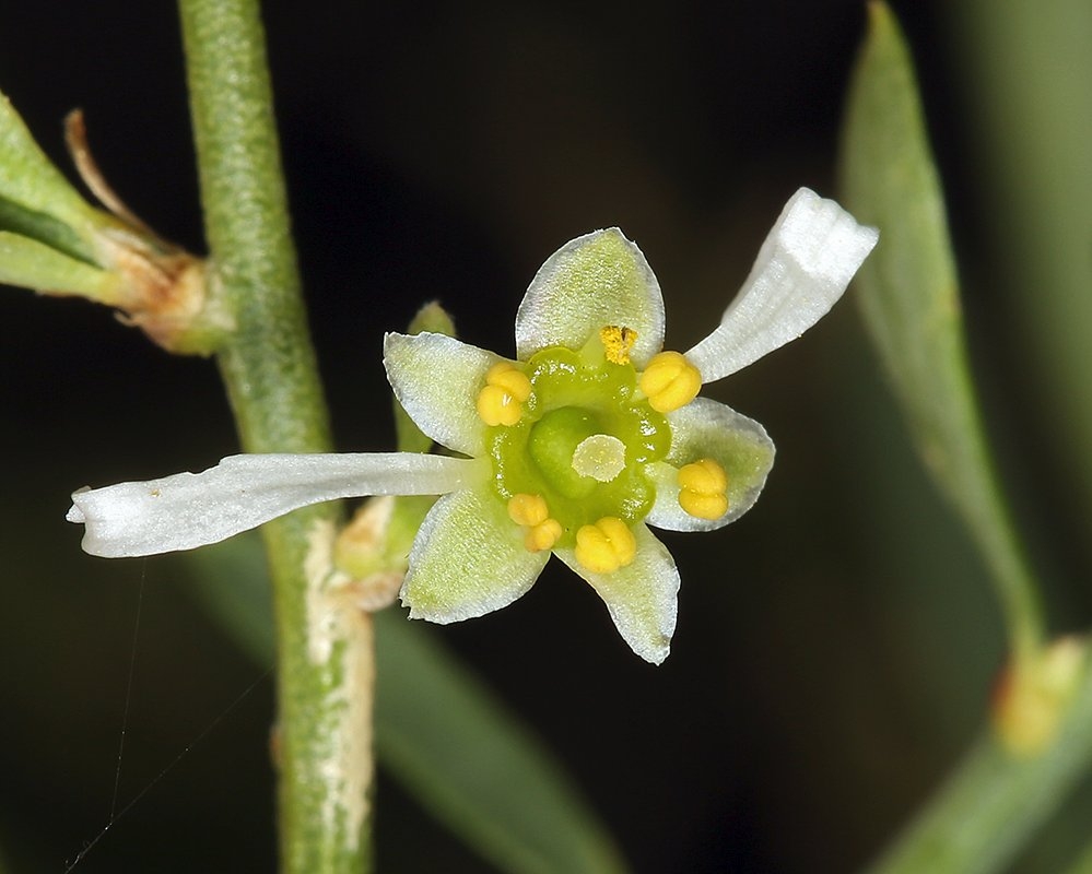 Glossopetalon spinescens