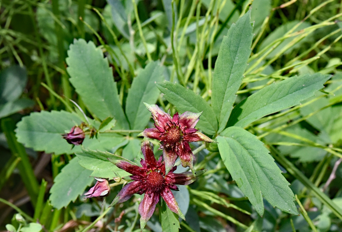 Comarum palustre