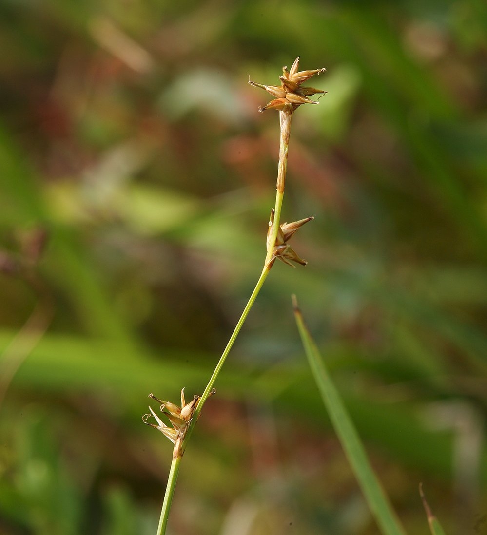 Carex echinata ssp. echinata