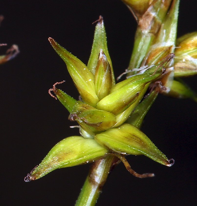 Carex echinata ssp. phyllomanica